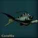 corelliablue