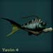 yavinblue